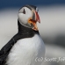 puffin_atlantic_msi_h_0853_can1882.jpg